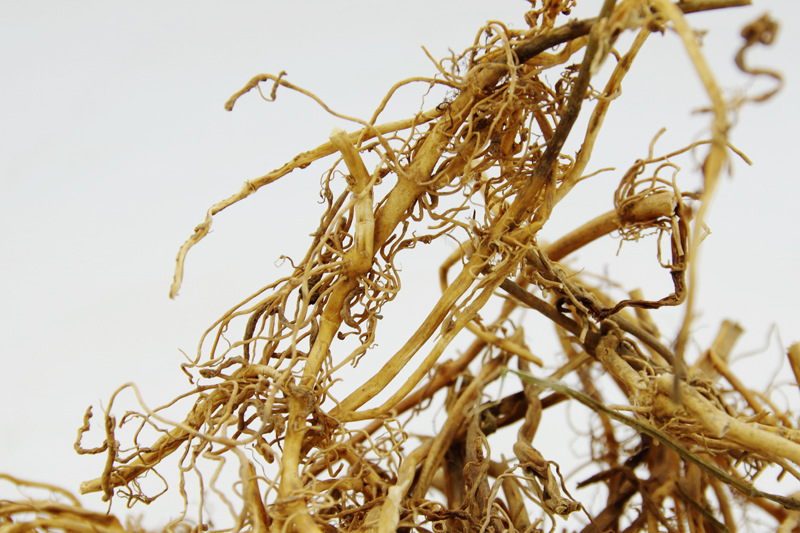 鹅管白前,竹叶白前 【来源】 本品为萝藦科植物 柳叶白前cynanchum