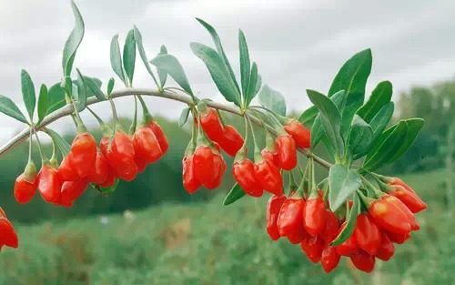 中宁文明全国的特产就是枸杞子,枸杞子全身是宝,但是作为土生土长的