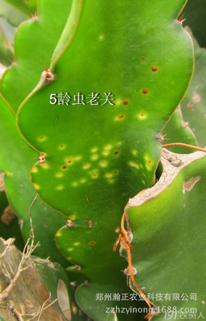 火龙果溃疡病