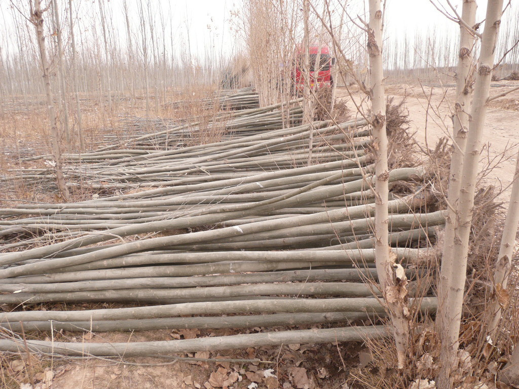 【新苗】新疆杨 新疆杨树小苗 苗木数量充足 量大从优