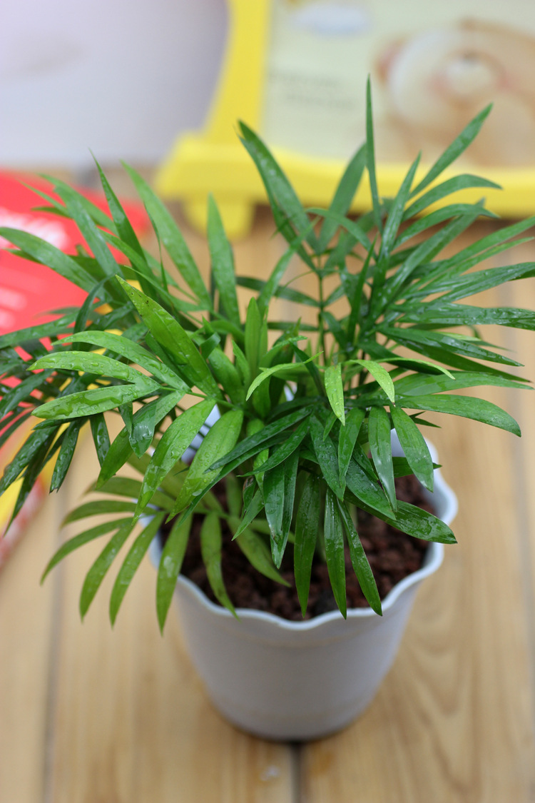 叶之语 微景观背景植物小盆栽 袖珍椰子