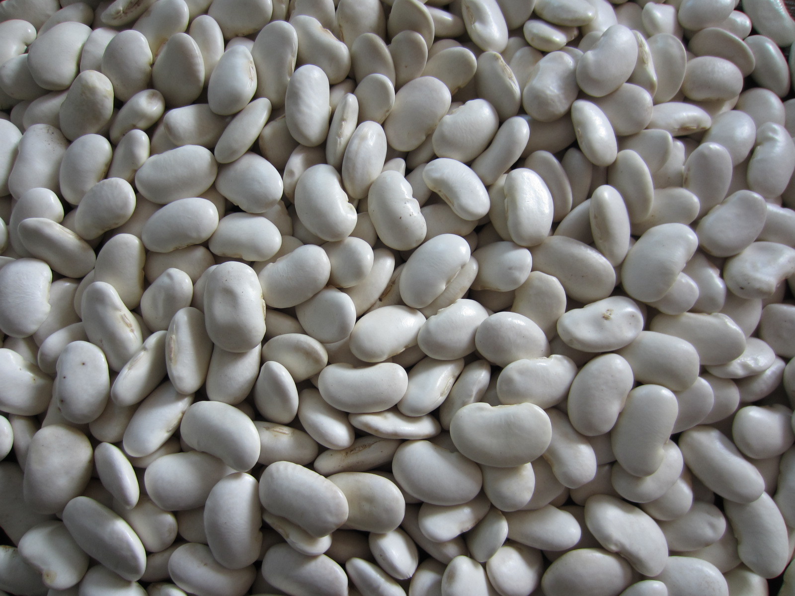 云南特产 批发厂家直供大白芸豆 85粒/100g的大白芸豆