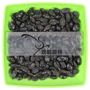 新采花木种子 木绣球种子 优质绣球花种子 斗球种子 绿化灌木