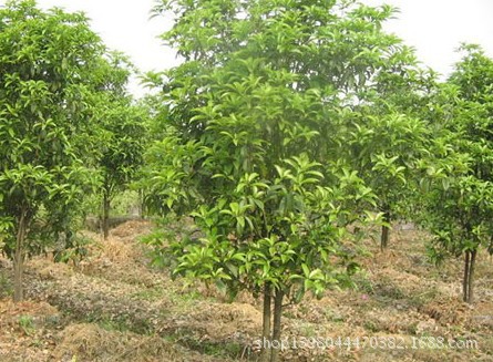 花卉盆栽批发行业的最新趋势
