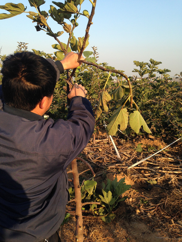 无花果树果苗多季盆栽水果大波及红无花果苗南北方种植当年结果