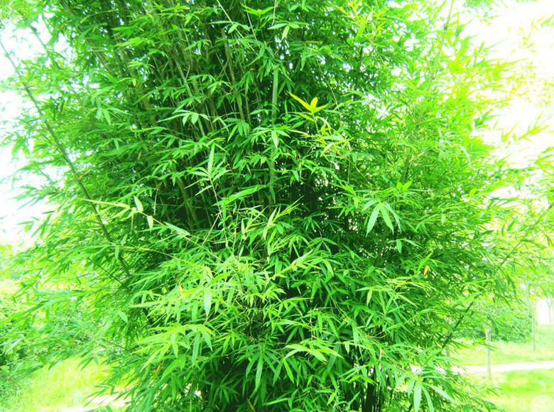 刚竹花,孝顺竹花,紫竹花(第7页)_大山谷图库