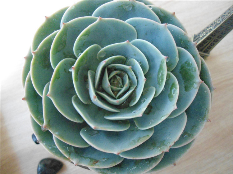 多肉办公室内盆栽绿植防辐射 石莲花 宝石花 玉蝶净化空气