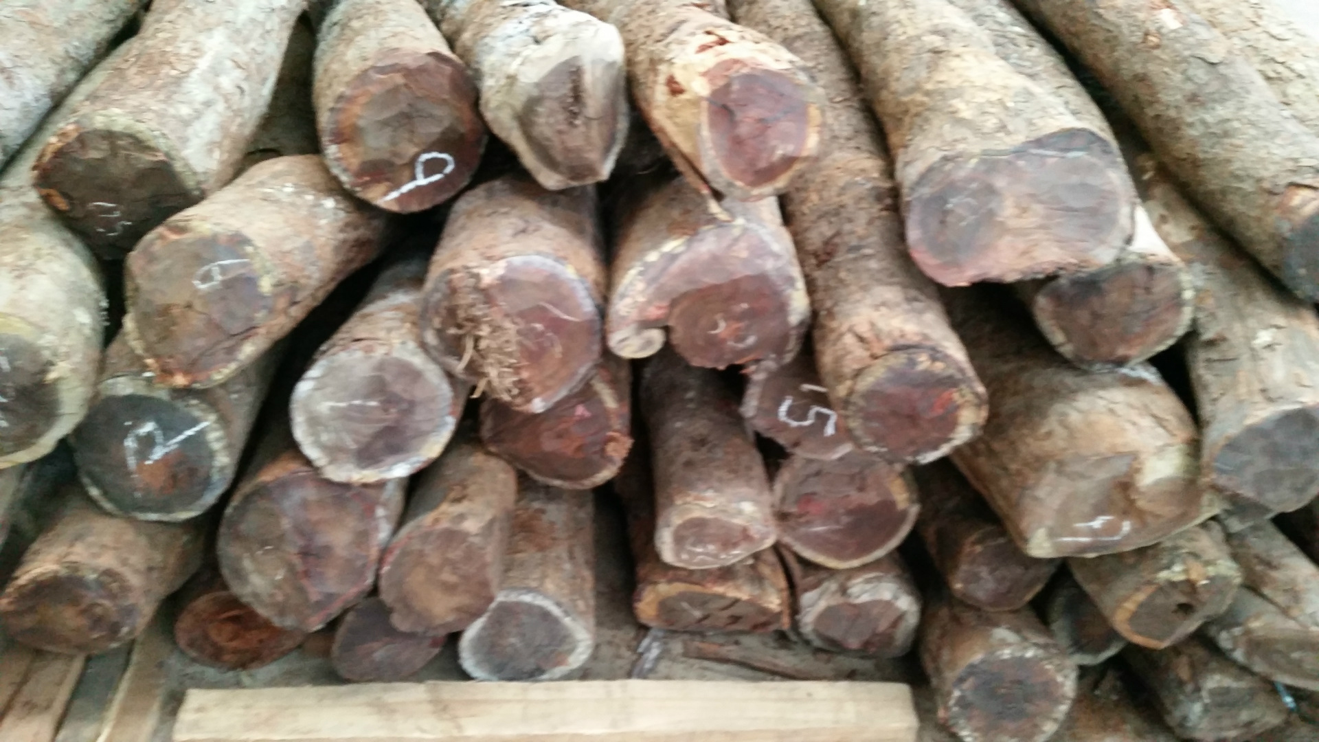 供应赞比亚血檀原木 小叶紫檀 张家港世豪木业有限公司木板材