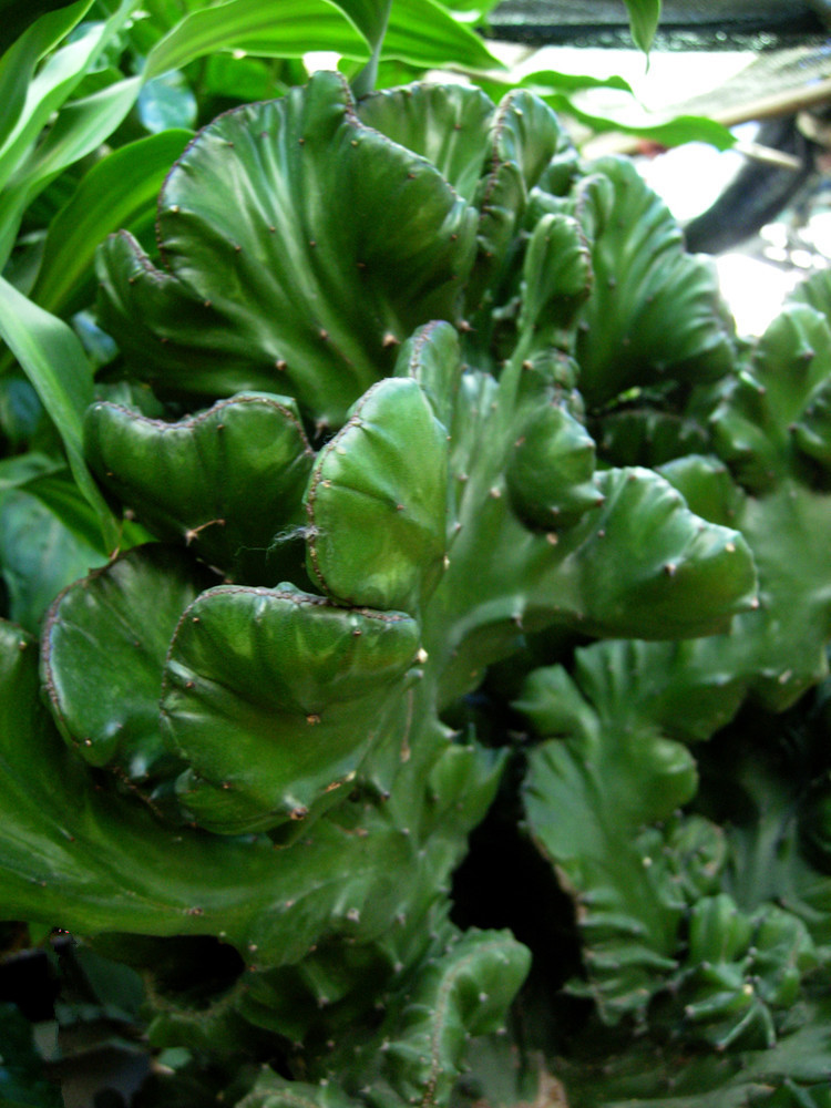 防辐射甲醛苯花卉盆栽 玉麒麟掌 麒麟植物镇宅避邪 奇特植物