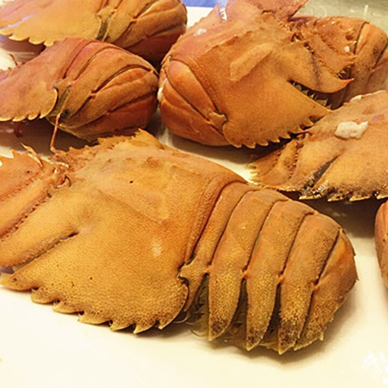 泰国进口琵琶虾 鲜活海鲜水产皮皮虾 琵琶虾 虾爬子 富贵虾