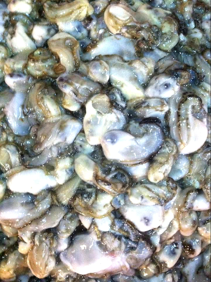 批发零售 海鲜贝类 鲜活牡蛎 宁波生蚝 生蚝牡蛎