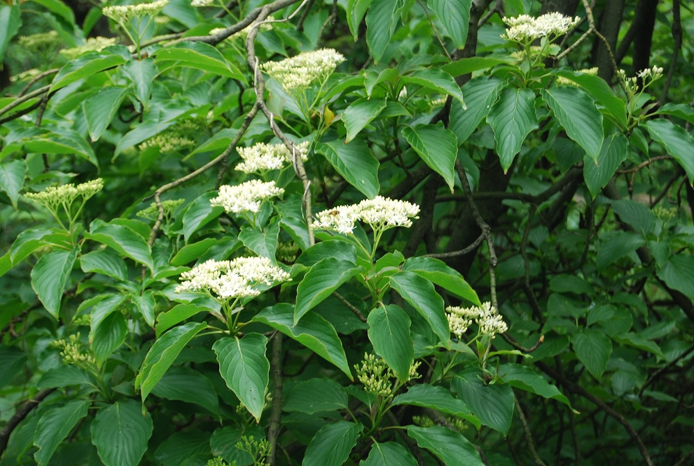 苗圃直销各种工程绿化苗木 灯台树 中华灯台树小苗 量大从优