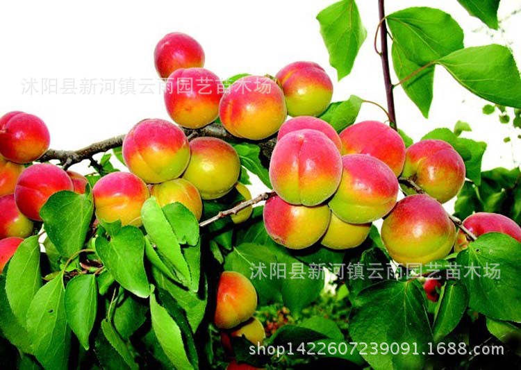 求购陕西丰园红杏苗,丰园红杏,丰园红杏图片(第5页)_大山谷图库