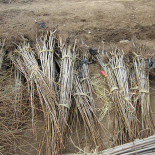 法国梧桐树苗 速生法桐 又名法桐/悬铃木小苗