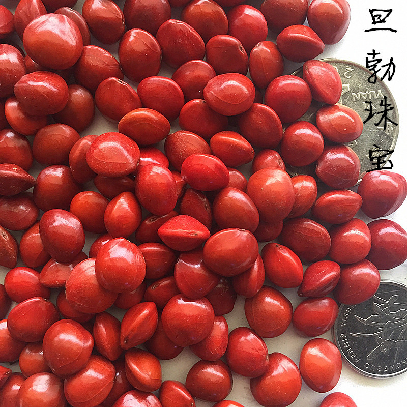 血菩提子原籽 紅心血菩提子 相思豆 相思紅豆菩提原料 原籽按公斤