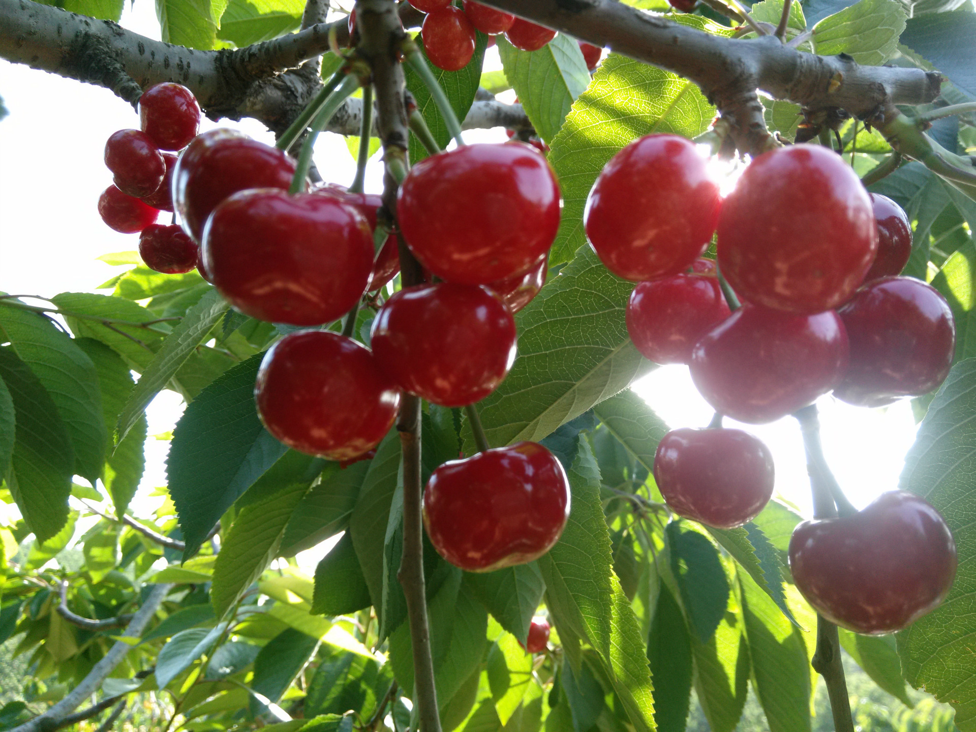 现摘烟台新鲜美早大樱桃 车厘子 顺丰包邮 网店一件代发美早1号