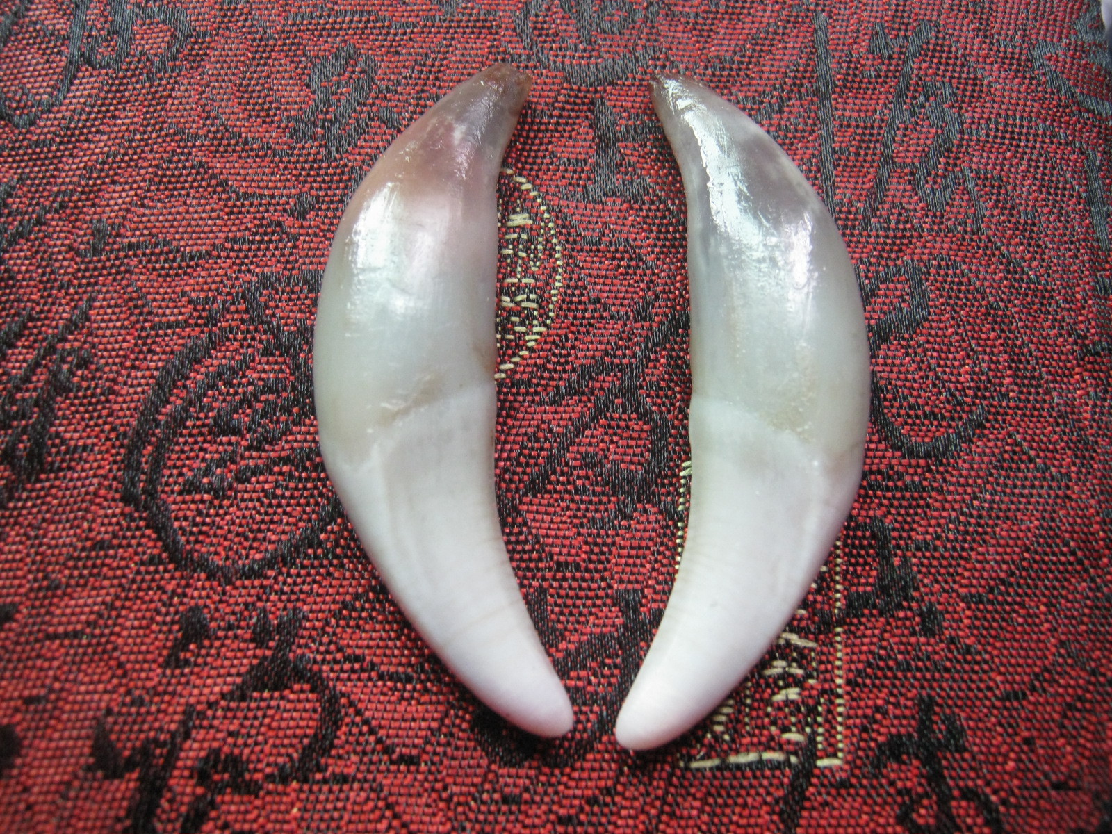 狼髀石 真狼牙批发供应