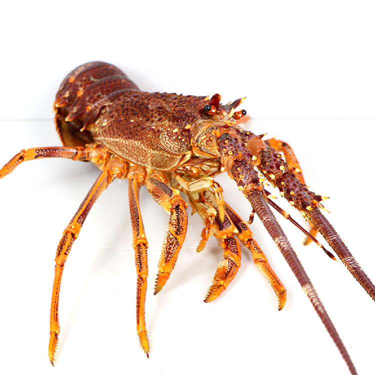 批发销售 鲜活进口澳洲大龙虾 冷冻澳洲龙虾 野生深海海鲜