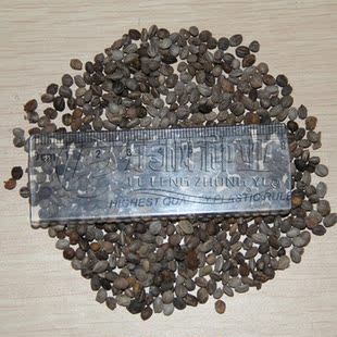 批发优质林木种子 红瑞木种子 北方红瑞木种子 保质保量 质量保证