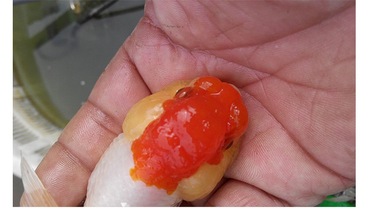 省南阳市镇平县侯集镇项寨村观赏鱼养殖繁育基地河南喜明锦鲤定购电话