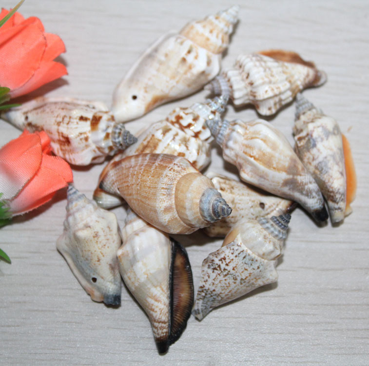 [意贝]天然黑口螺海螺批发自然色 义乌工厂 贝壳工艺品配件材料