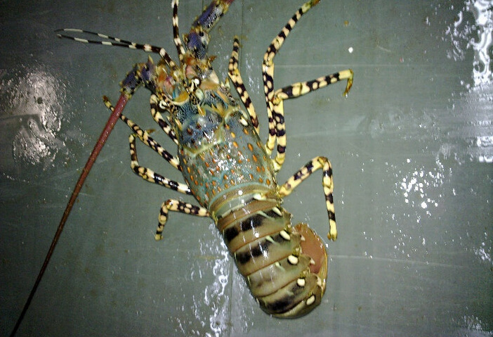 鲜活花龙 彩龙虾 进口花龙虾 酒席酒店** 东南亚进