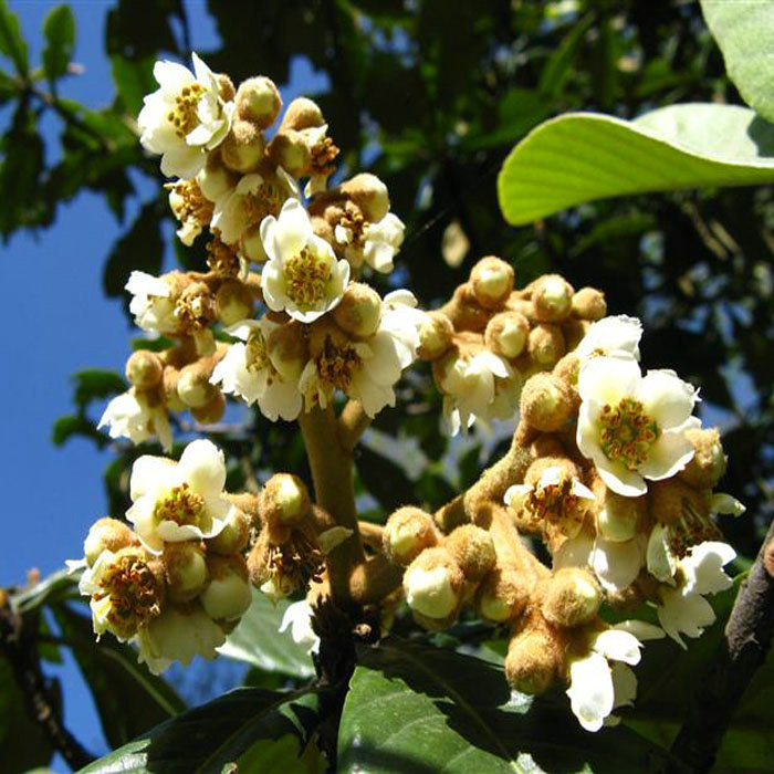 大量销售 新鲜孕妇宝宝水果枇杷 优质精品无公害赣南枇杷