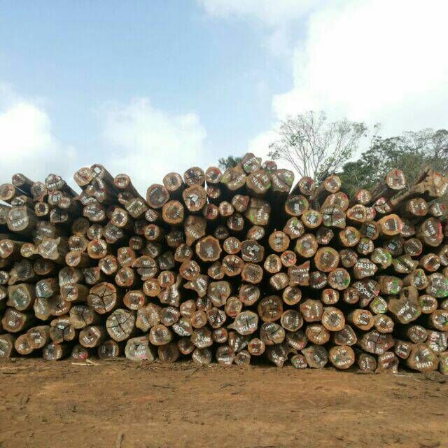 【铁木豆】供应南美优质进口酸枝原木黑铁木豆 进口木材批发
