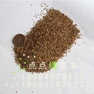 花圃苗圃生产花种 庭院绿植家庭花种 荷兰菊种子批发 量大优惠