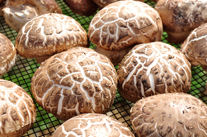 湖北香菇干农家产地直销批发花菇500g袋料特级小花菇蘑菇香菌