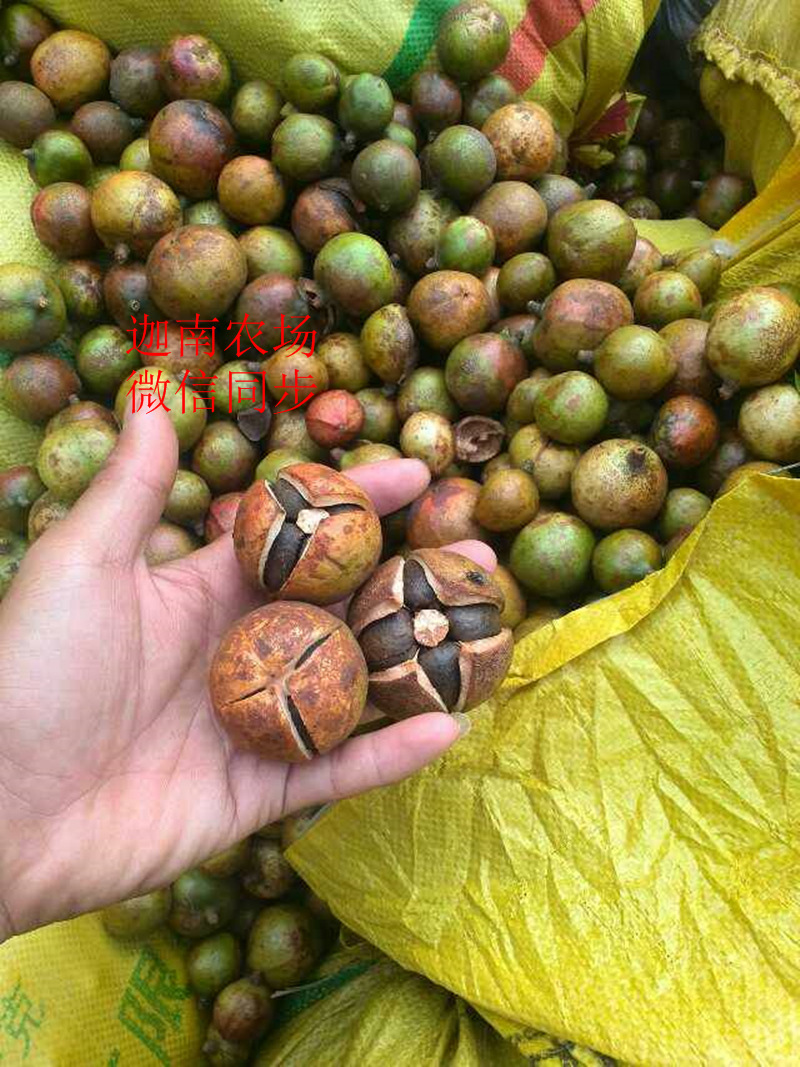 【茶油原料,茶籽,茶籽仁,油茶仁,茶籽果,山茶籽