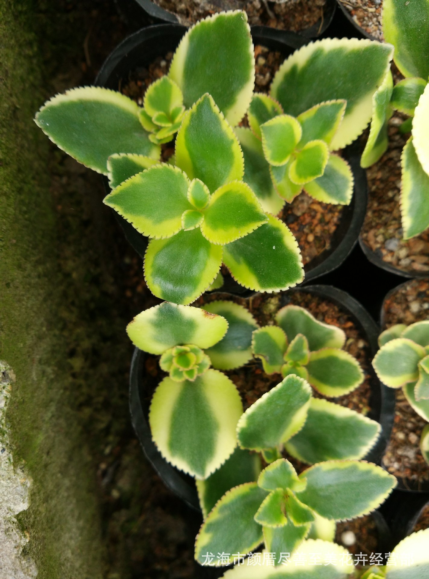 彩凤凰双色景天花叶景天多肉植物花卉特价批发零售