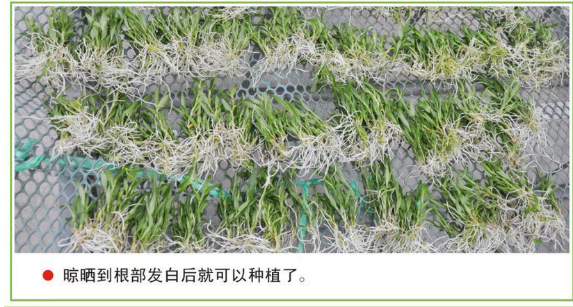 铁皮石斛苗什么品种好