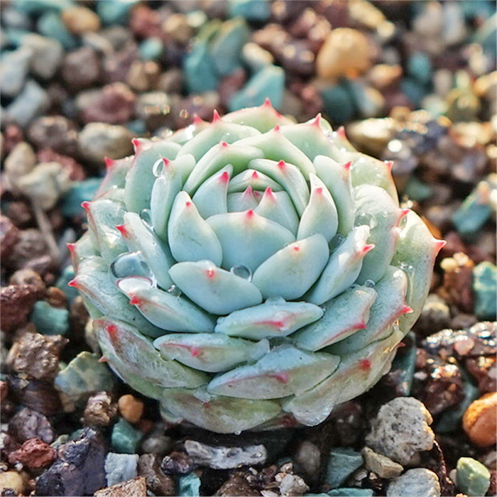 多肉植物 迷你型盆栽 靜夜 景天科仙人類多漿植物 防輻射