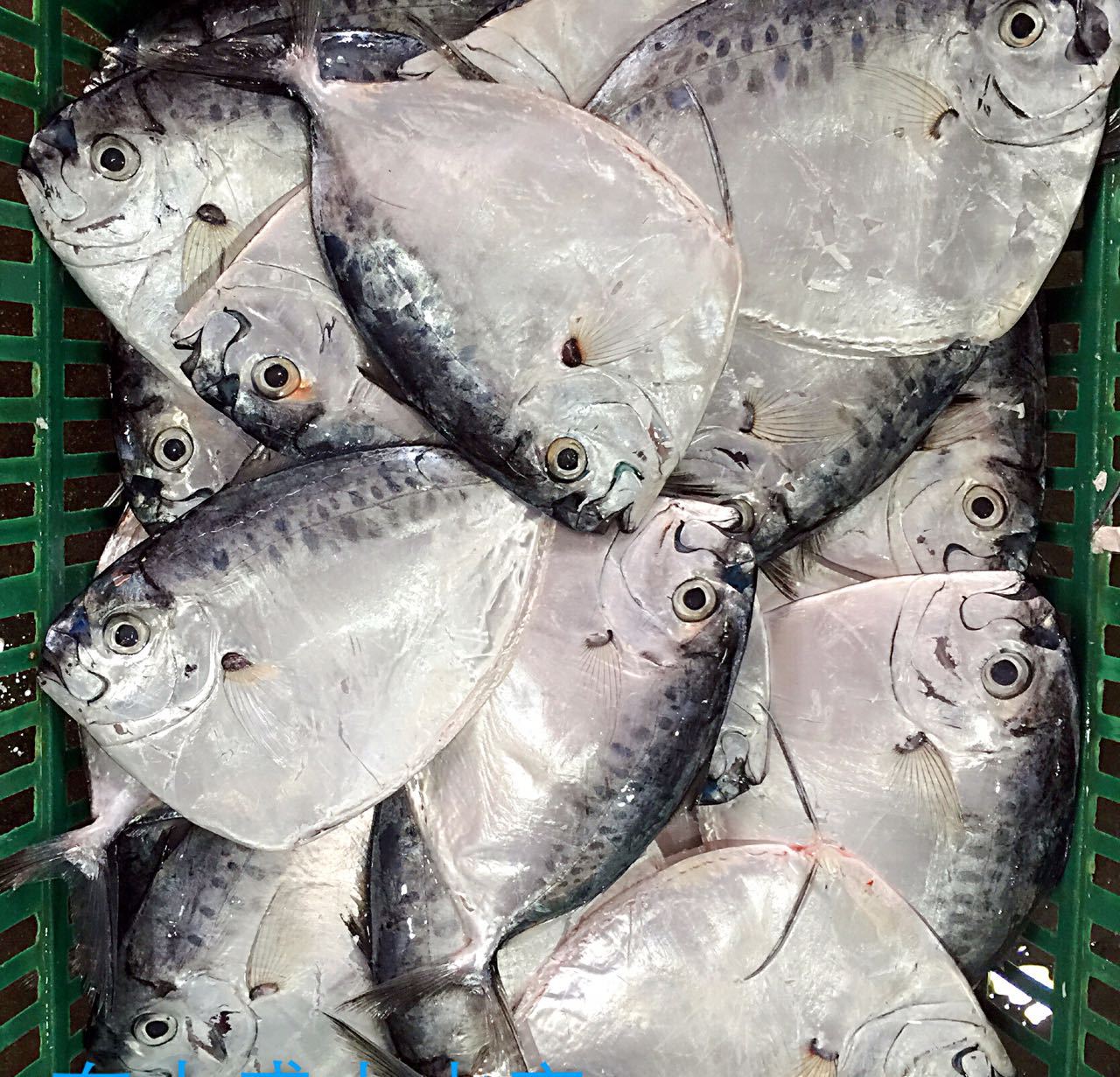 批发冷冻野生刀鲳鱼(皮刀)