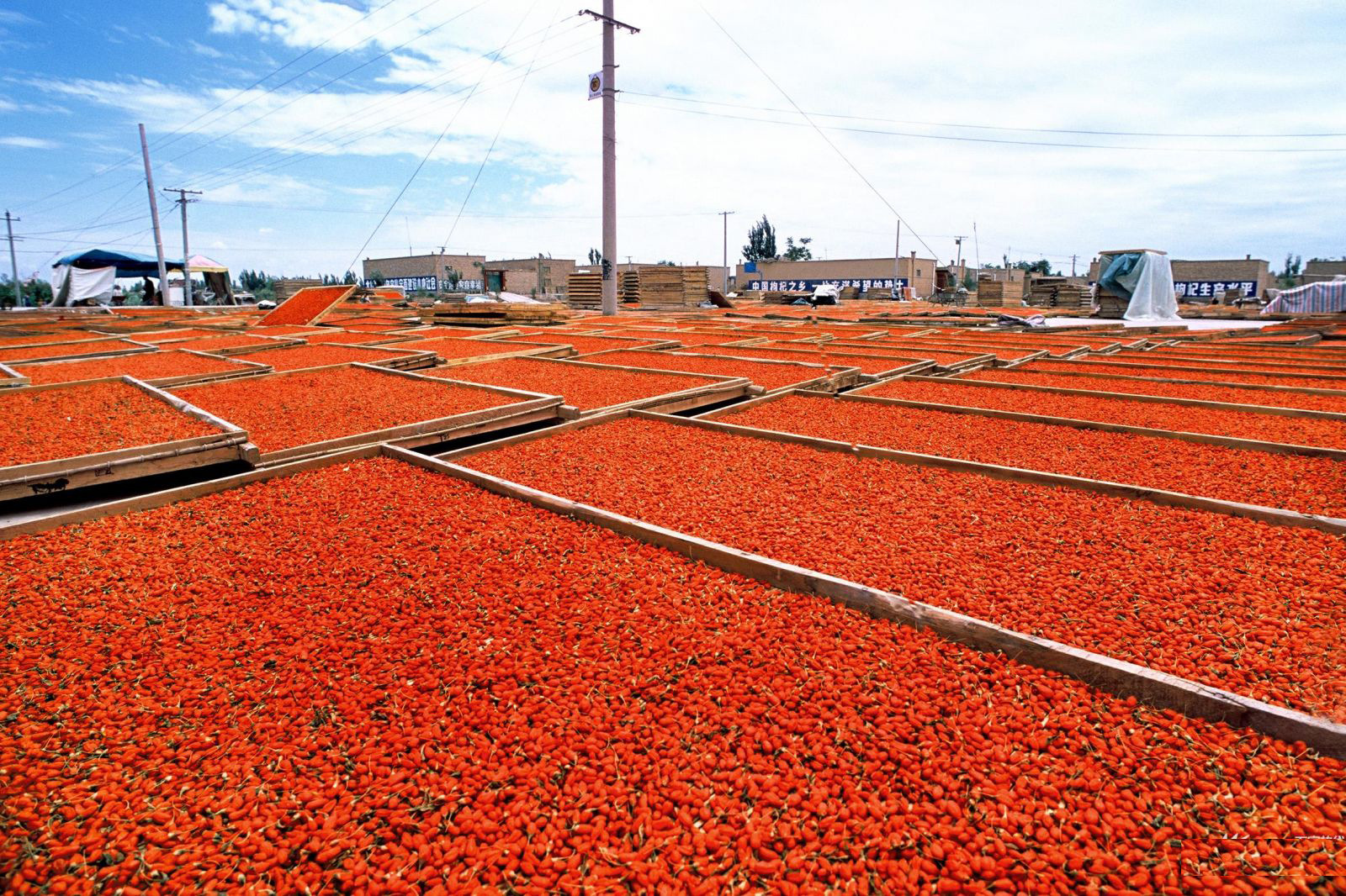 溯源特级枸杞供应 新货上市