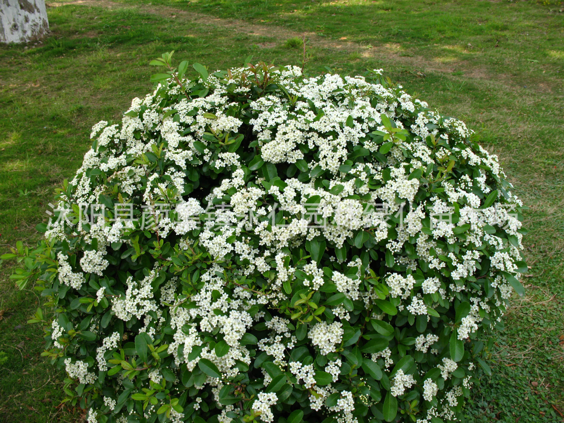 火棘球批发 护坡绿化 工程绿化 净化空气 规格齐全 量大优惠 - 苗木