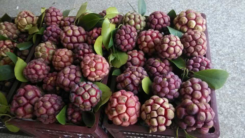 布福娜味道如何,布福娜有几个品种