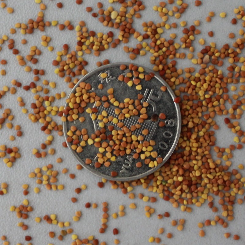 暖季草坪种子 白三叶草坪种子 庭院绿化 净籽