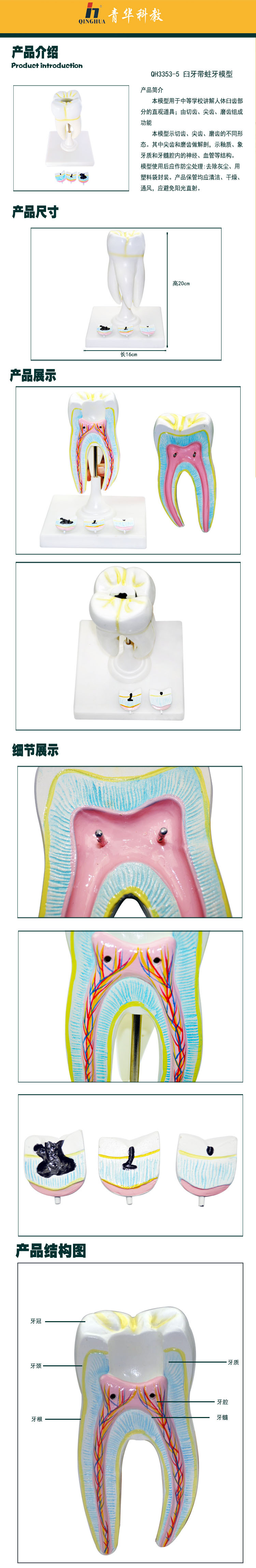 青华qh3353-5臼齿带蛀牙模型 人体牙齿解剖教学生物医学演示