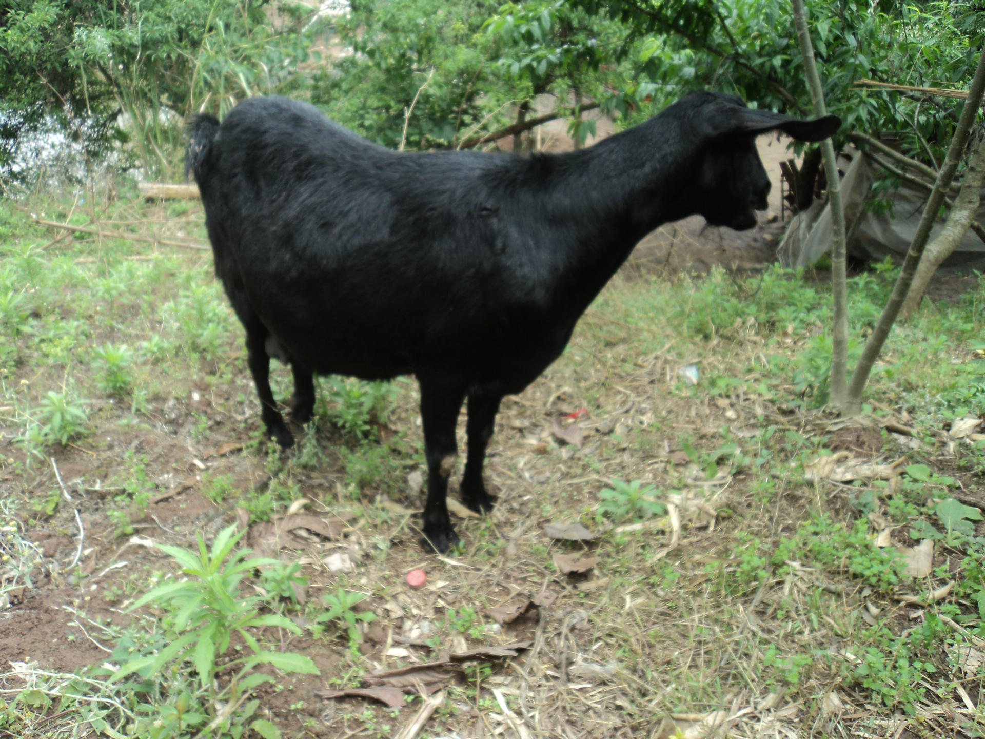 鑫怡羊业特供乐至黑山羊种羊,小羊!13982958604