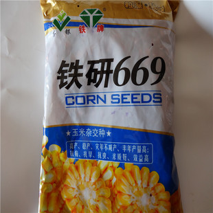 玉米种子铁研369图片