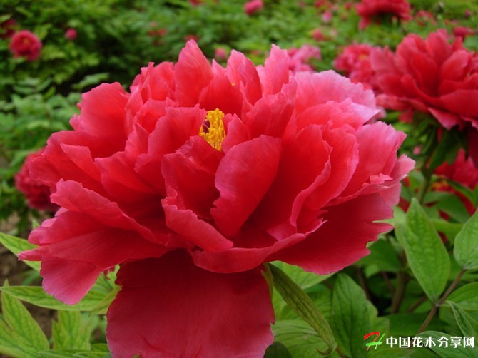 陝西 寧夏 甘肅 牡丹花 芍藥花 牡丹