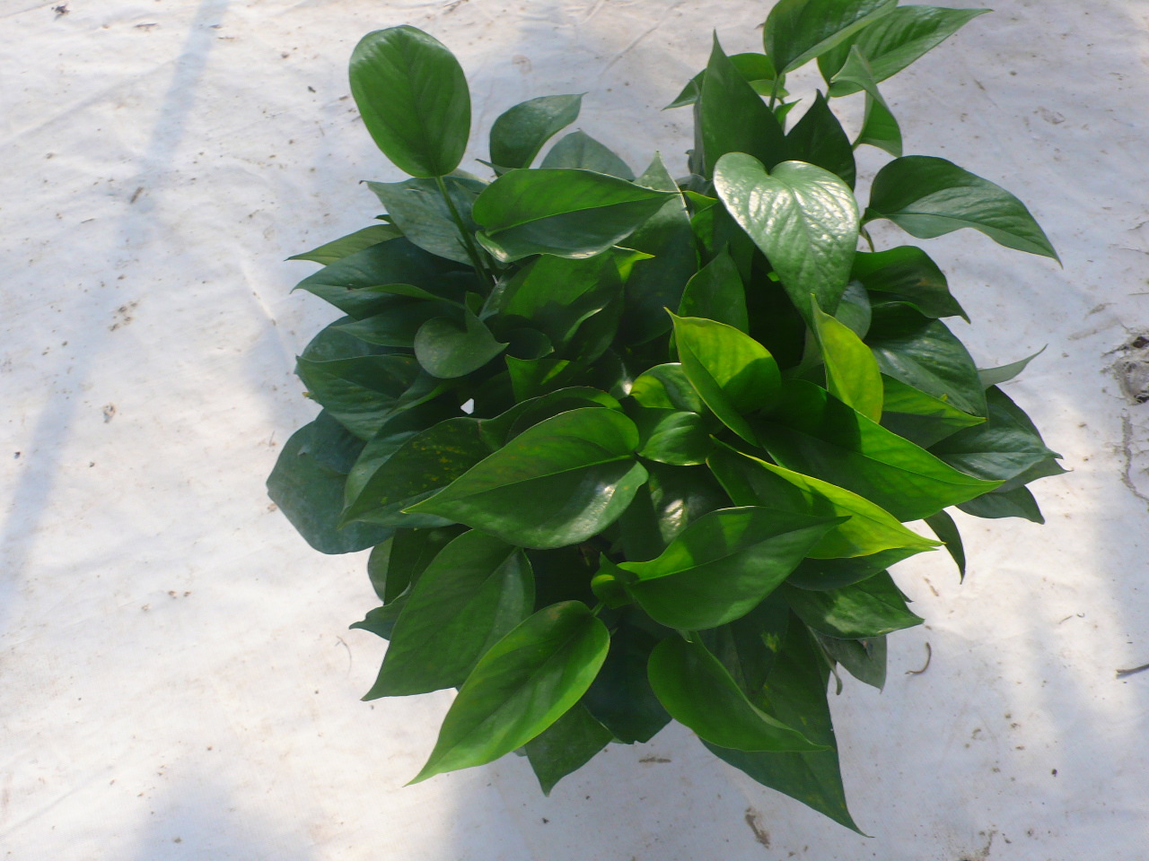 绿色植物盆栽盆景吊兰办公室观叶家居花卉绿萝230#批发零售