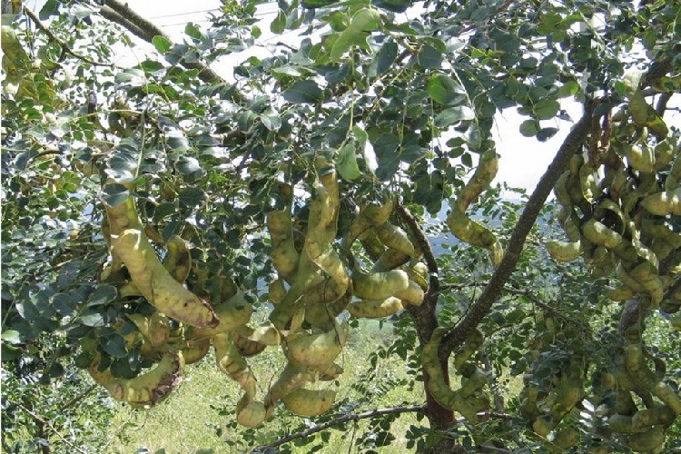 农业 植物原药材 云南野生精品级雪莲子 双荚皂角米 100g一件代发  下