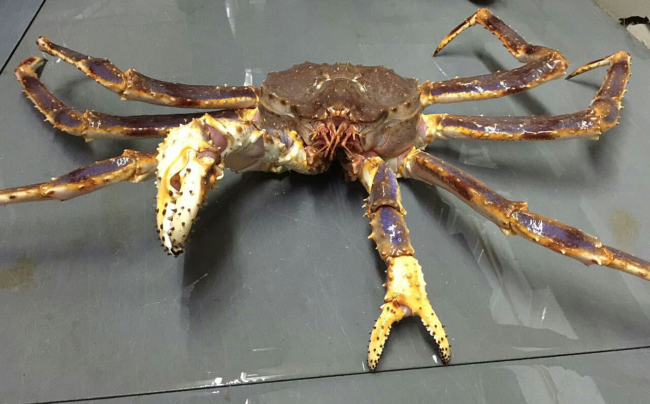 海产品批发供应 俄罗斯进口帝王蟹 野生鲜活帝皇蟹 深海螃蟹类