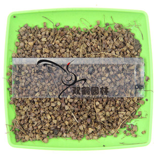 新采珍珠梅种子 优质珍珠梅灌木种子 当年新种子 绿化苗木种子