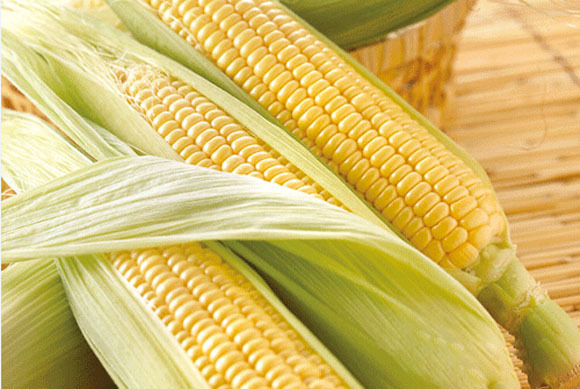 鹏城种业 甜脆水果玉米种子 味香甜脆 可生食含糖量高 抗病20g/包