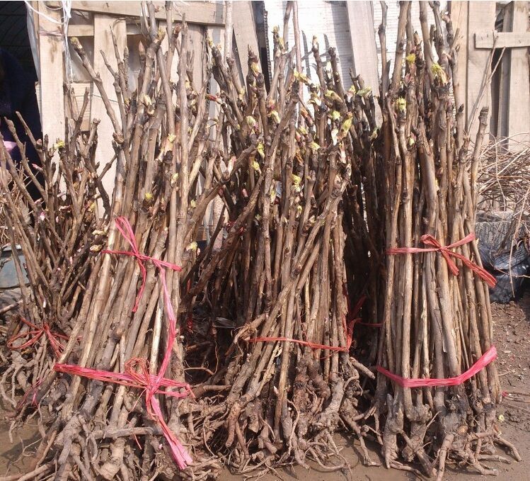 大量批发精品花卉苗 牡丹花苗 牡丹苗 红牡丹花苗 白牡丹花