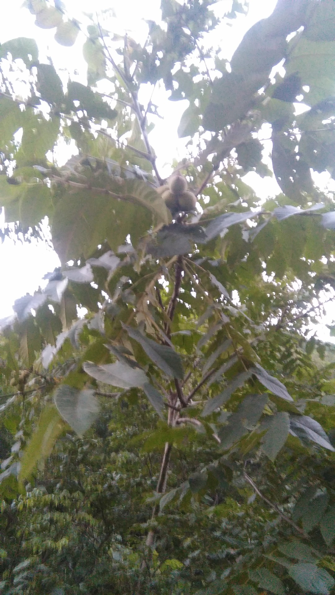 铁核桃的功效及作用